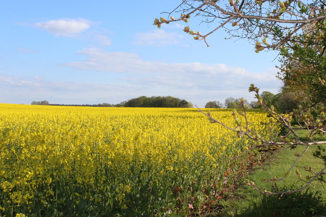 Ferienhaus in S&uuml;sel - Ferienhaus  Uhlenhorst - Bild 6