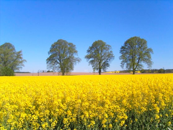 Ferienwohnung in B&uuml;ttelkow - Haus im Gutspark - Bild 7