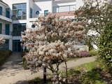 Ferienwohnung in K&uuml;hlungsborn - Strandstrasse-OstSeestern - Hauseingang