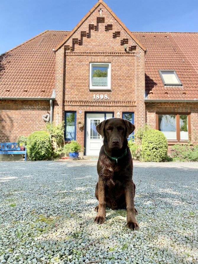 Ferienwohnung in Rettin - Bauernferienhof Kluvetasch Seestern - Unser Labrador Archie l&auml;sst gr&uuml;&szlig;en