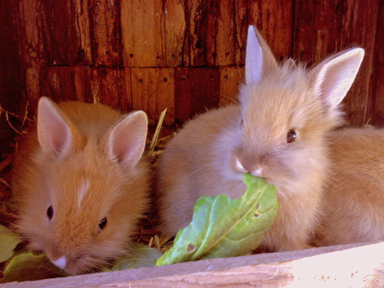 Ferienhaus in Manhagen - Haus Ronja - Bild 8