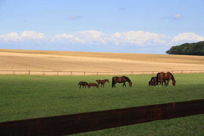 Ferienhaus in D&ouml;hnsdorf - Landhaus Unter dem Reetdach - Pferdekoppel bei Gut Friederikenhof