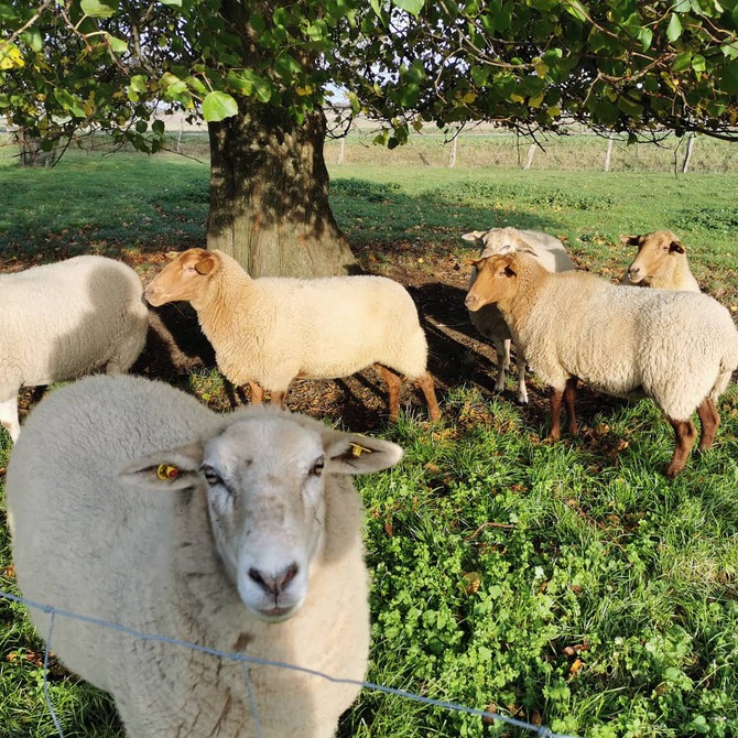 Ferienwohnung in Grube - Ferienhof Stobbe - Bild 3
