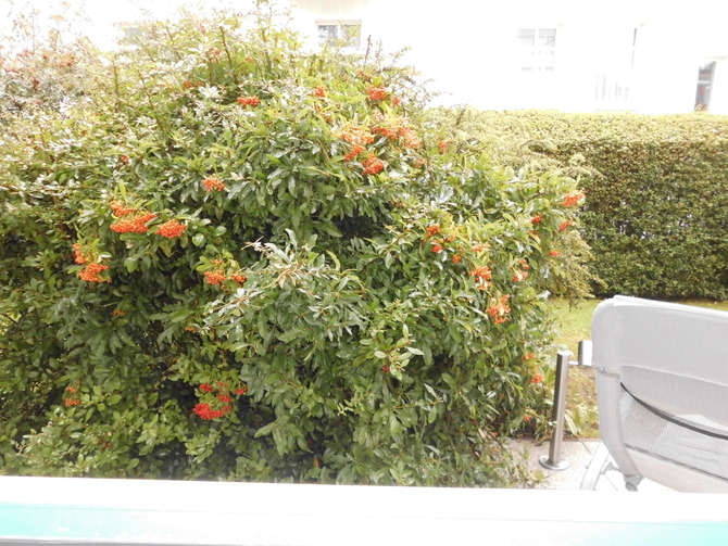 Ferienwohnung in K&uuml;hlungsborn - Strandstrasse-OstSeegarten - Blick aus dem K&uuml;chenfenster in den Garten