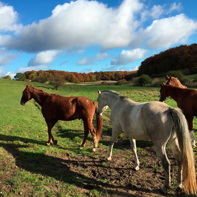 Ferienwohnung in Hagen - Hof Uhleck am K&ouml;nigsstuhl 1 - Bild 9