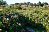 Ferienwohnung in Fehmarn OT Fehmarnsund - Ferienwohnung Fehmarnsund mit Gartenterrasse - Bild 12