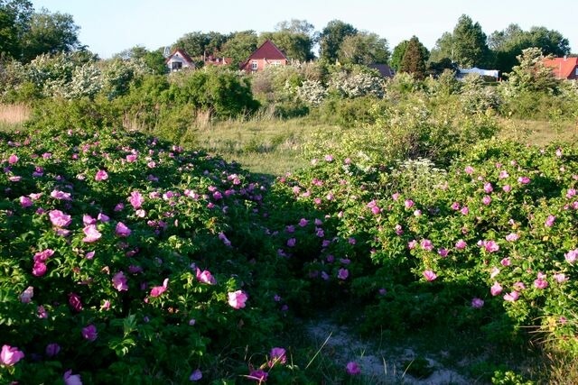 Ferienwohnung in Fehmarn OT Fehmarnsund - Ferienwohnung Fehmarnsund mit Gartenterrasse - Bild 12