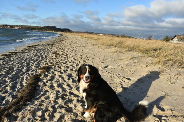 Ferienhaus in Thiessow - Ferienhaus Sch&auml;ferhund - Bild 4