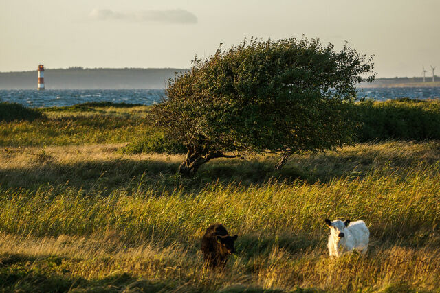 Ferienhaus in Gelting - K&auml;tchen am Schlossgraben - Schloss Gelting - Bild 16