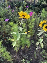 Ferienwohnung in Steinbeck - MP 3 K&uuml;stenkind - Bild 14
