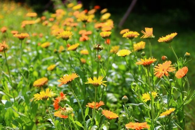 Ferienwohnung in B&ouml;rgerende-Rethwisch - Ferienwohnung Arne - Bild 13