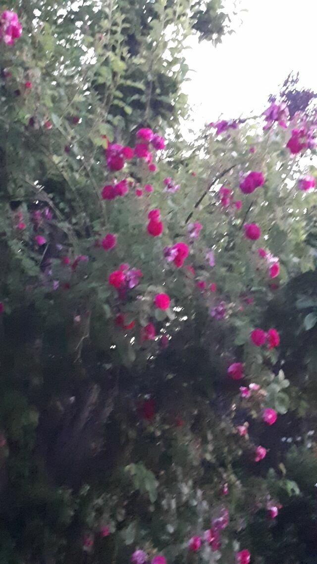 Ferienwohnung in Fuhlendorf - Boddenzauber - Bild 15