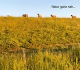 Ferienwohnung in Wendtorf - Hafenblick - Bild 17