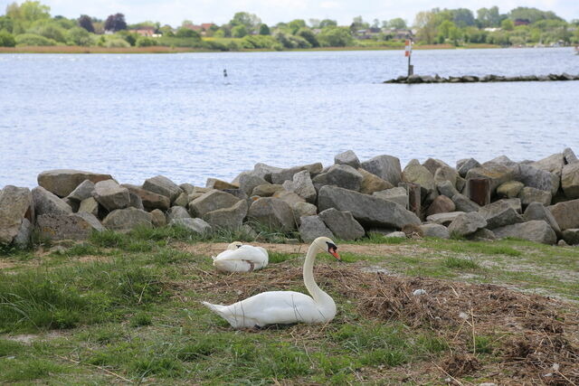 Ferienhaus in Rabenkirchen-Faul&uuml;ck - Ottos Ferienh&auml;user "Ferienwohnung Manon" - Bild 9