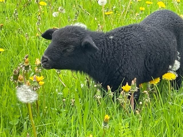 Ferienwohnung in Wagersrott - Zirkuswagen auf dem L&auml;mmerhof - Bild 9