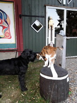 Ferienwohnung in Holzdorf - Ferienwohnung im Skulpturengarten Gr&uuml;nlund - Bild 21