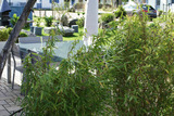 Ferienhaus in Glowe - Traum Reethaus am Meer mit Pool, Sauna & Yoga - Bild 7